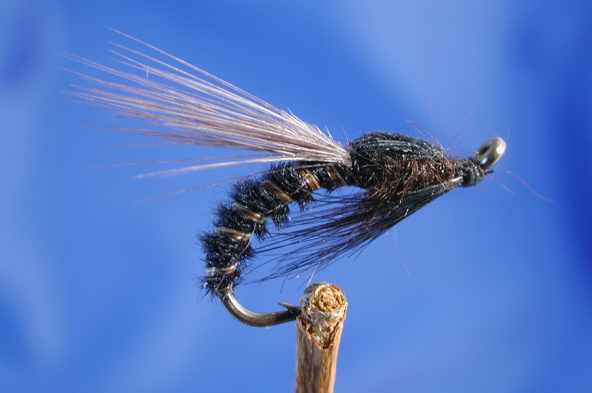 Adult Black Buzzer Fly Fishing Flies with Fish4Flies Worldwide